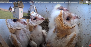 https://forumupload.ru/uploads/001a/f0/62/7/t23286.png