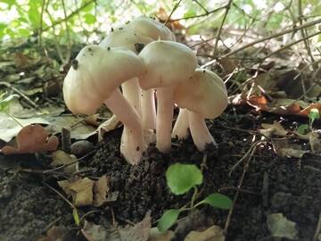 https://forumupload.ru/uploads/001a/f0/7d/295/t726437.jpg