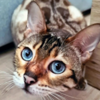 https://forumupload.ru/uploads/001a/f4/24/694/528867.png