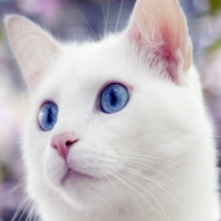 https://forumupload.ru/uploads/001a/f4/24/694/819007.png