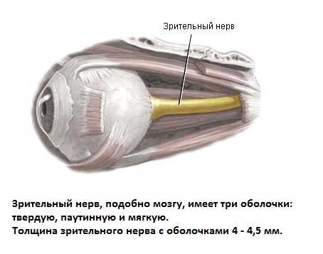 Презентация зрительный нерв