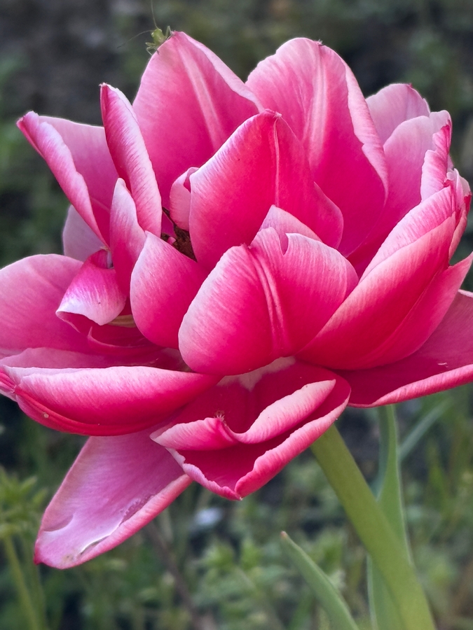 https://forumupload.ru/uploads/001b/2e/23/59/137800.jpg