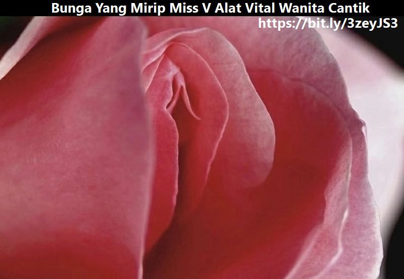 Foto Bunga Mawar Mirip Bentuk Miss V Wanita Cantik