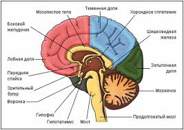 https://forumupload.ru/uploads/001b/4f/36/69/t939370.jpg