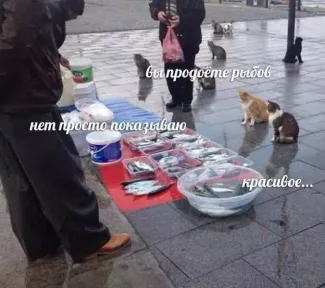 https://forumupload.ru/uploads/001b/56/22/91/916918.png