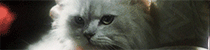 https://forumupload.ru/uploads/001b/5e/12/4/437253.gif