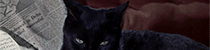https://forumupload.ru/uploads/001b/5e/12/4/902616.gif