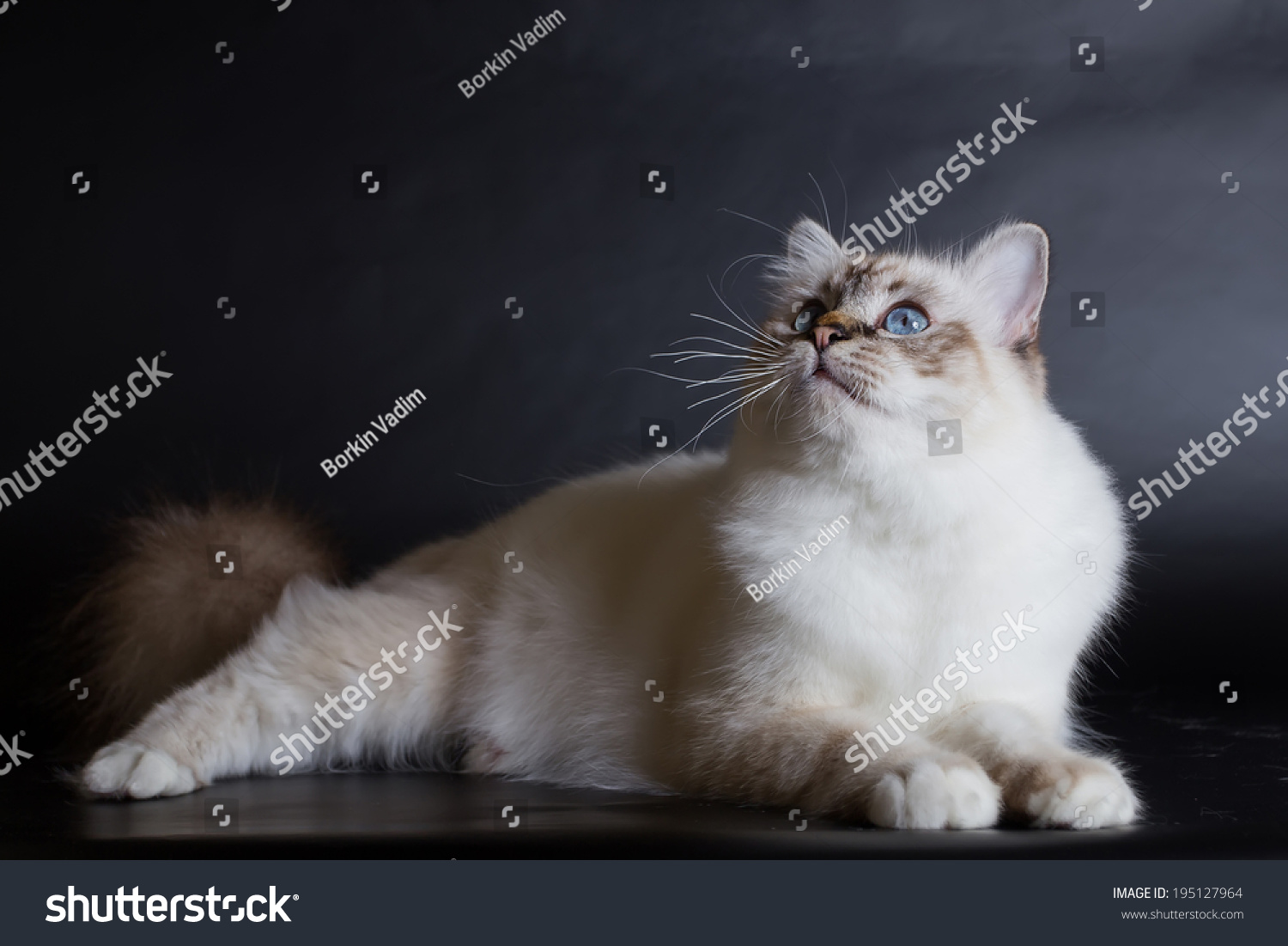 Тибетская кошка порода фото