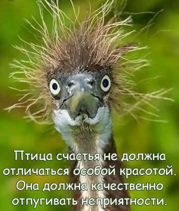 https://forumupload.ru/uploads/001b/70/af/1085/t697980.jpg