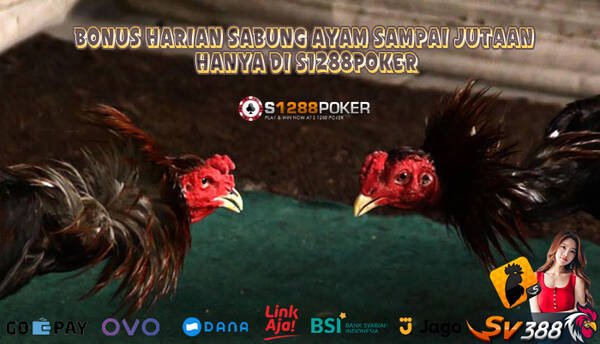 BONUS HARIAN SABUNG AYAM SAMPAI JUTAAN RUPIAH HANYA DI S128CASH T345715