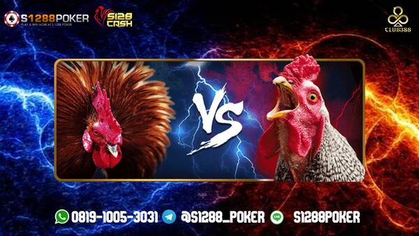 Agen Sabung Ayam Online S128Cash Minimal DEPO 10.000 yuk segera daftar T797539