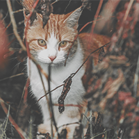 https://forumupload.ru/uploads/001b/79/90/2/143656.png