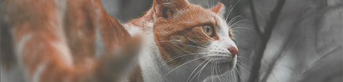 https://forumupload.ru/uploads/001b/79/90/2/661379.png
