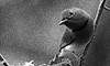 https://forumupload.ru/uploads/001b/9f/23/5/274621.gif