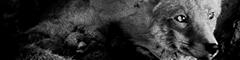 https://forumupload.ru/uploads/001b/9f/23/5/625460.gif