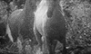 https://forumupload.ru/uploads/001b/9f/23/5/959909.gif