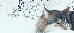 https://forumupload.ru/uploads/001b/a1/c4/16/729305.gif