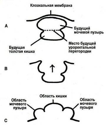 https://forumupload.ru/uploads/001b/a3/de/2/t623474.jpg