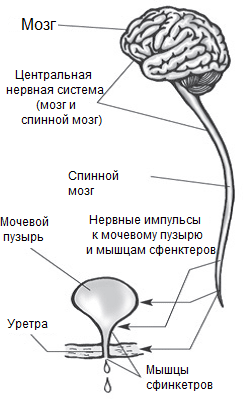 https://forumupload.ru/uploads/001b/a3/de/2/t733637.png