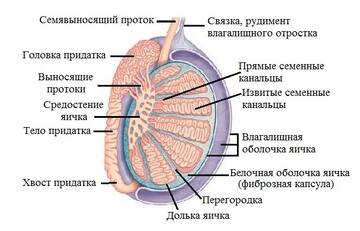 https://forumupload.ru/uploads/001b/a3/de/2/t766161.jpg