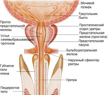 https://forumupload.ru/uploads/001b/a3/de/2/t783011.jpg