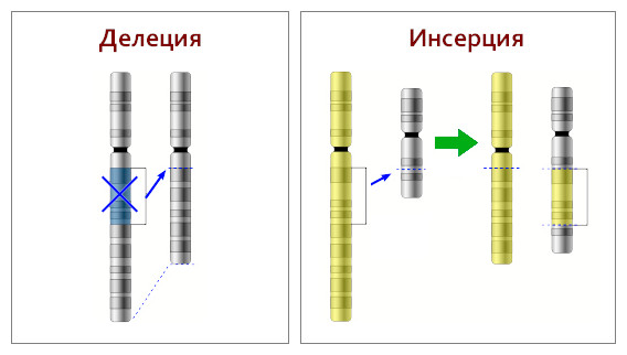 Делеция это. Делеция дупликация инверсия транслокация Инсерция. Делеция и Инсерция. Мутации делеция Инсерция. Инсерция это в генетике.