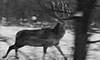 https://forumupload.ru/uploads/001b/ac/e0/5/415219.gif