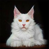 https://forumupload.ru/uploads/001b/ba/13/13/t658154.png