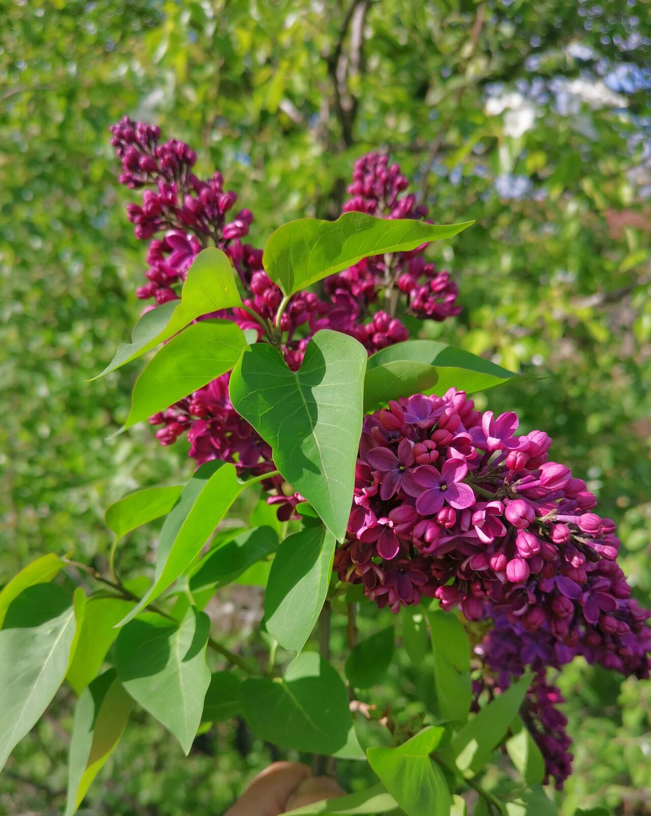 https://forumupload.ru/uploads/001b/d8/d8/3/993751.jpg