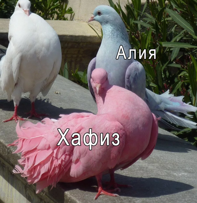 https://forumupload.ru/uploads/001b/e6/2d/24/411900.png