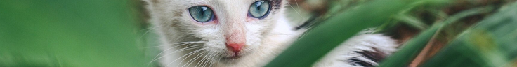 https://forumupload.ru/uploads/001c/10/53/2/239079.png