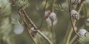 https://forumupload.ru/uploads/001c/10/53/2/267606.png