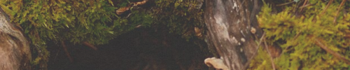 https://forumupload.ru/uploads/001c/10/53/2/373697.png