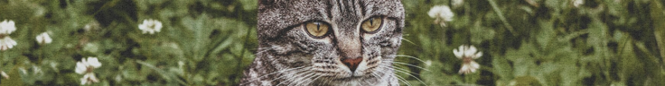 https://forumupload.ru/uploads/001c/10/53/2/405010.png