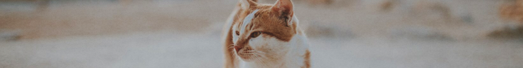https://forumupload.ru/uploads/001c/10/53/2/428081.png