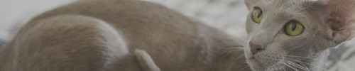 https://forumupload.ru/uploads/001c/10/53/3/729016.png