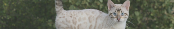 https://forumupload.ru/uploads/001c/10/53/4/140295.png