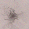 https://forumupload.ru/uploads/001c/24/26/24/t185118.gif