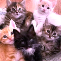 https://forumupload.ru/uploads/001c/3e/4c/5/t373124.png