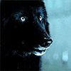 https://forumupload.ru/uploads/001c/52/36/168/298575.gif