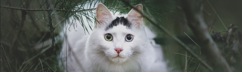https://forumupload.ru/uploads/001c/55/b9/111/278045.jpg
