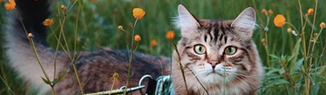 https://forumupload.ru/uploads/001c/55/b9/156/t825555.png