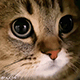 https://forumupload.ru/uploads/001c/55/b9/2/215932.gif