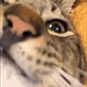 https://forumupload.ru/uploads/001c/55/b9/2/236872.gif