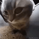 https://forumupload.ru/uploads/001c/55/b9/2/256039.gif