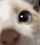 https://forumupload.ru/uploads/001c/55/b9/2/396826.gif