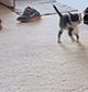 https://forumupload.ru/uploads/001c/55/b9/2/74711.gif