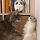 https://forumupload.ru/uploads/001c/55/b9/2/756397.gif
