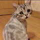 https://forumupload.ru/uploads/001c/55/b9/2/93952.png