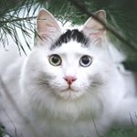 https://forumupload.ru/uploads/001c/55/b9/31/168805.png